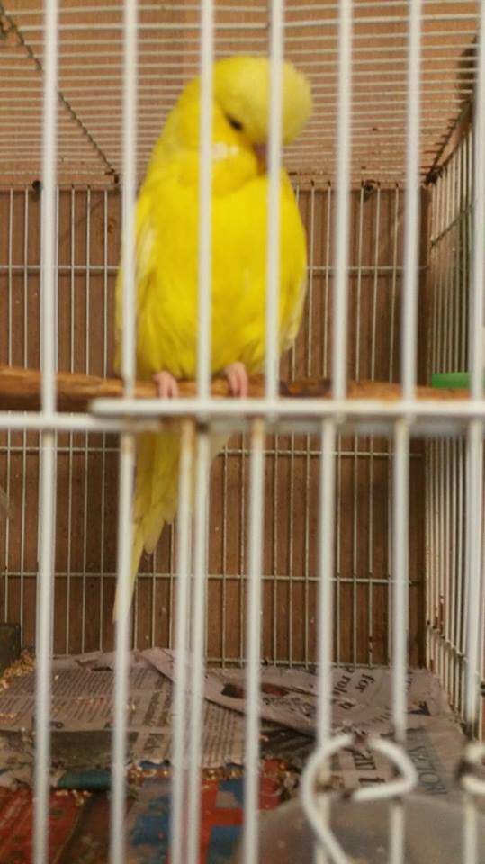 Dark Eye Clear 2018 Cock Red Ringer 7 mths old Dark Eye Clear 2018 Cock Red Ringer 7 mths old