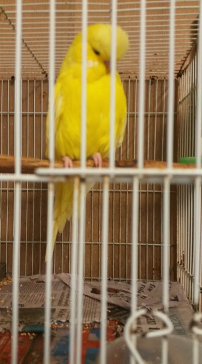 1st place Australia Budgerigar Nationals 2019 -26-05 -2019.Dark Eye Clear Hen
