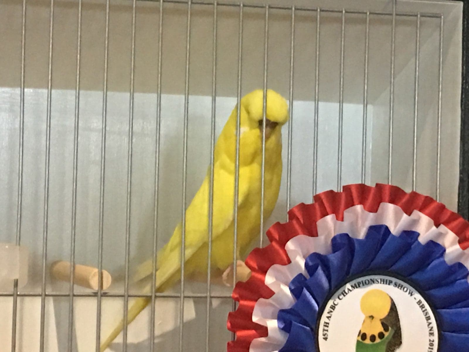Dark Eye Clear Hen is the winner of the Dark Eye Clear class Australian Budgerigar National Championship 26th May 2019.